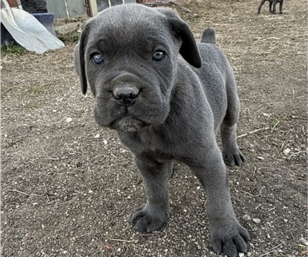 Medium Photo #1 Cane Corso Puppy For Sale in STUART, IA, USA
