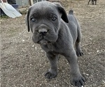 Puppy Winona Cane Corso