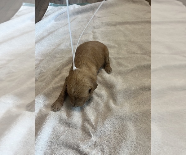 Medium Photo #13 Goldendoodle Puppy For Sale in LASCASSAS, TN, USA