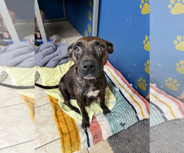 Medium Photo #2 Staffordshire Bull Terrier-Unknown Mix Puppy For Sale in Tracy City, TN, USA