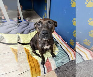 Ember - Female Staffordshire Bull Terrier-Unknown Mix Dog for Adoption - Photo #2