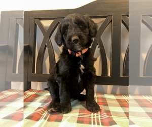 Aussiedoodle Puppy for sale in BLUE MOUND, IL, USA