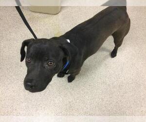 Labrador Retriever-Unknown Mix Dogs for adoption in Riverside, CA, USA