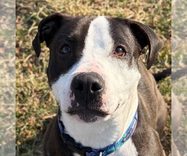 Medium Photo #3 Mutt Puppy For Sale in Jefferson, WI, USA