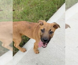 Labrador Retriever-Unknown Mix Dogs for adoption in Holly Springs, NC, USA