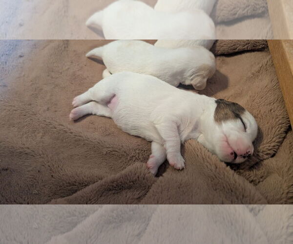 Medium Photo #2 Beagle-Colonial Cocker Spaniel Mix Puppy For Sale in Fort Worth, TX, USA