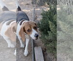 Small Photo #3 Beagle Puppy For Sale in Apple Valley, CA, USA