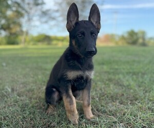 German Shepherd Dog Puppy for sale in HOLDEN, MO, USA