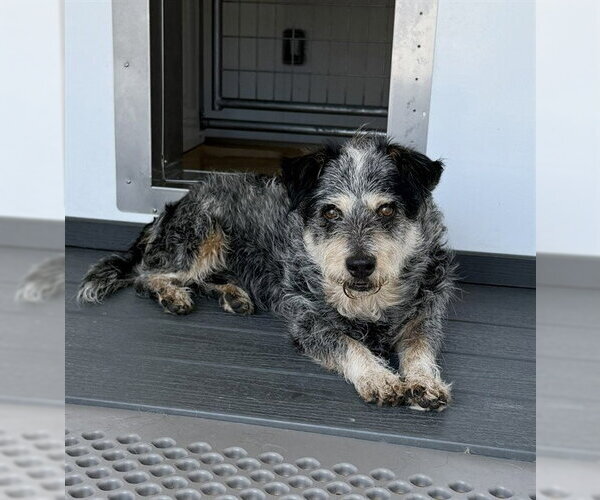 Medium Photo #1 Mutt Puppy For Sale in San Bernardino, CA, USA