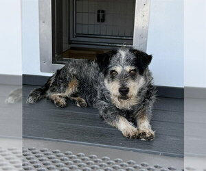Mutt Dogs for adoption in San Bernardino, CA, USA