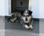Small Mutt