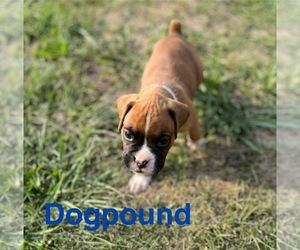 Boxer Puppy for sale in ASHLAND, OH, USA