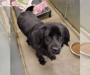 - Mix Dogs for adoption in La Porte, IN, USA