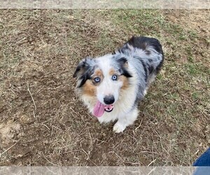 Australian Shepherd Puppy for sale in JEROMESVILLE, OH, USA