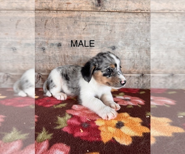 Medium Photo #2 Miniature Australian Shepherd-Mutt Mix Puppy For Sale in VERMONTVILLE, MI, USA