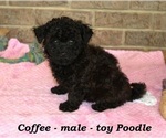 Small #1 Poodle (Toy)