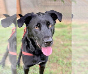 Maxwell May 22 - Male Labrador Retriever Dog for Adoption - Photo #2