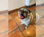Small #5 Pug