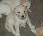 Small Photo #1 Goldendoodle Puppy For Sale in COLCHESTER, CT, USA