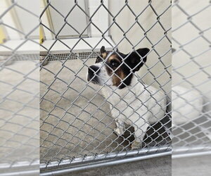 Mutt Dogs for adoption in Temple, TX, USA