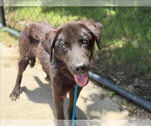 Labrador Retriever Dogs for adoption in Tulsa, OK, USA