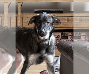 Gerberian Shepsky Dogs for adoption in Modesto, CA, USA