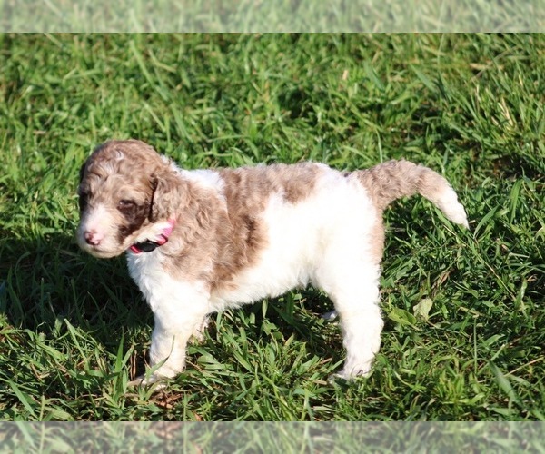 Medium Photo #52 Goldendoodle Puppy For Sale in HOWARD CITY, MI, USA