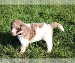 Small Photo #52 Goldendoodle Puppy For Sale in HOWARD CITY, MI, USA