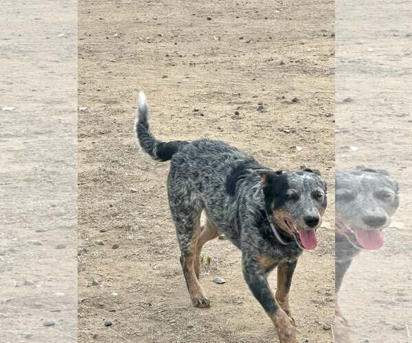 Medium Photo #2 Mutt Puppy For Sale in Paso Robles, CA, USA