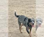 Small #1 Mutt