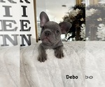Small #12 French Bulldog