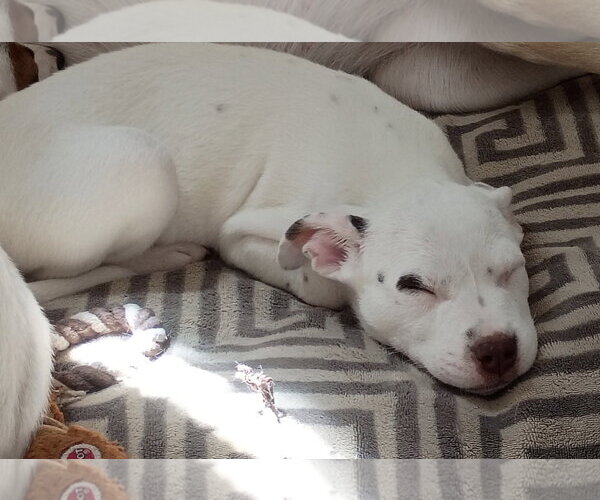 Medium Photo #2 Jack Russell Terrier-Unknown Mix Puppy For Sale in Ball Ground, GA, USA