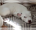 Small #1 Jack Russell Terrier Mix