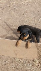 Rottweiler Puppy for sale in HALSTEAD, KS, USA