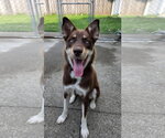 Small #2 Australian Kelpie-Siberian Husky Mix