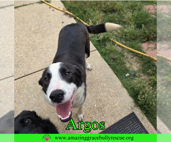 Medium Photo #2 Borador Puppy For Sale in Pensacola, FL, USA