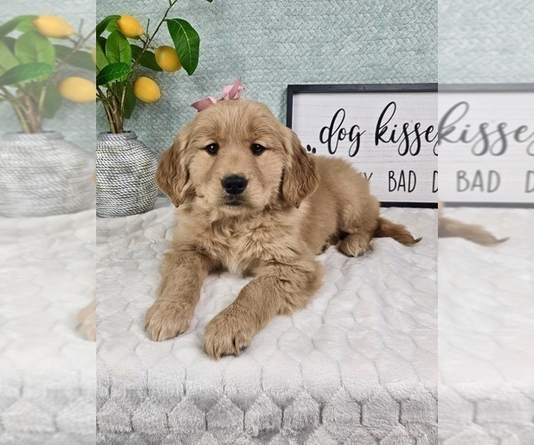 Medium Photo #9 Golden Retriever Puppy For Sale in FRANKLIN, IN, USA