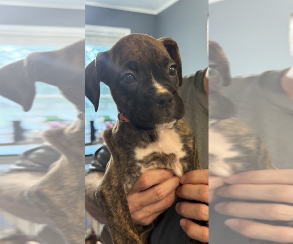 Medium Photo #1 Boxer Puppy For Sale in SCOBEY, MS, USA