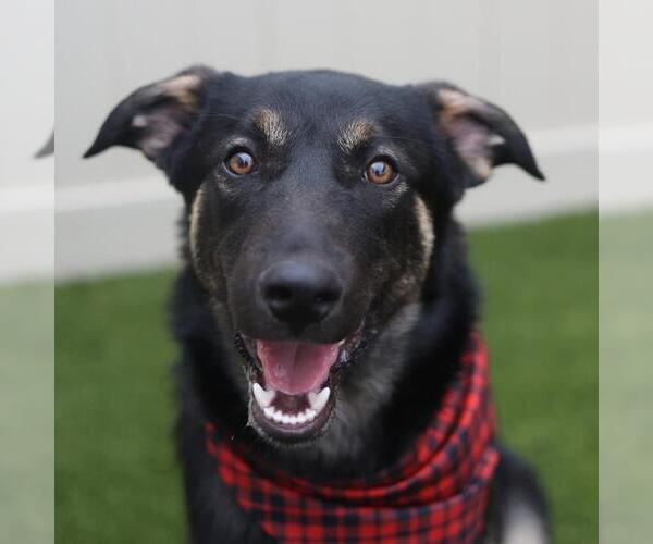 Medium Photo #1 German Shepherd Dog-Unknown Mix Puppy For Sale in San Antonio, TX, USA