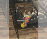 Small Photo #7 Collie-Huskies  Mix Puppy For Sale in McKinney, TX, USA