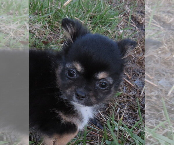 Medium Photo #12 Chihuahua Puppy For Sale in HAYES, VA, USA