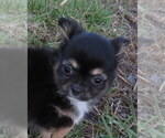 Small #11 Chihuahua