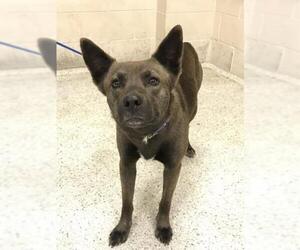 Mutt Dogs for adoption in Conroe, TX, USA