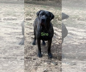 Father of the Cane Corso puppies born on 01/03/2026
