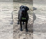 Small Photo #1 Cane Corso Puppy For Sale in LA PLATA, MD, USA