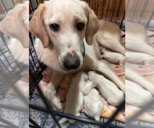 Medium Photo #4 Labrador Retriever-Unknown Mix Puppy For Sale in Holly Springs, NC, USA