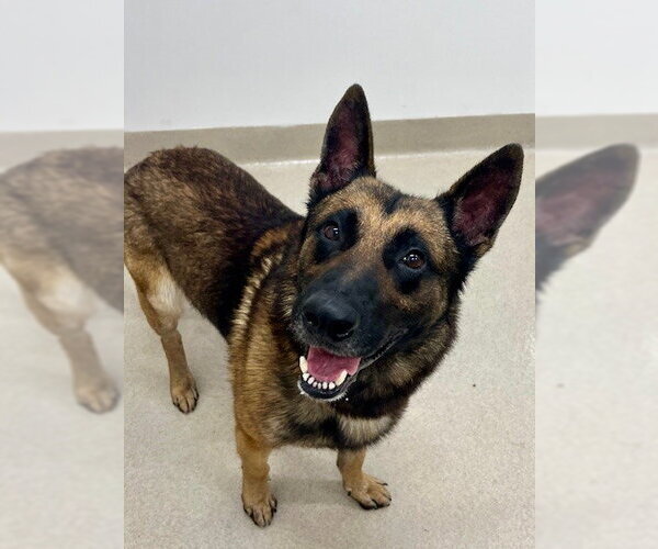 Medium Photo #1 German Shepherd Dog Puppy For Sale in Baytown, TX, USA