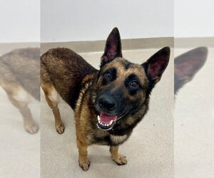 German Shepherd Dog Dogs for adoption in Baytown, TX, USA