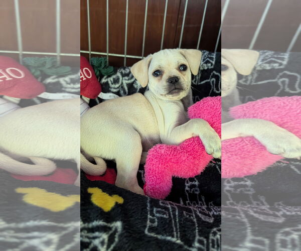 Medium Photo #2 Beagle Puppy For Sale in Menifee, CA, USA