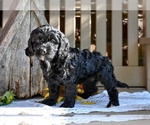 Small #3 Cavapoo